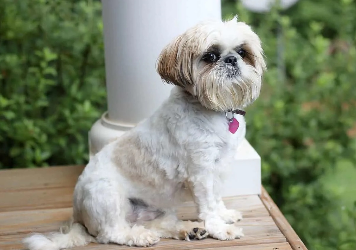 venda de cachorro da raça shitzu